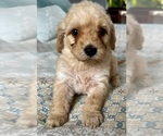 Small Photo #2 Goldendoodle (Miniature) Puppy For Sale in PENSACOLA, FL, USA