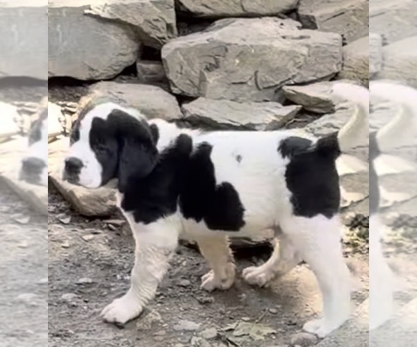 Medium Photo #12 Cane Corso-Saint Bernard Mix Puppy For Sale in WORCESTER, MA, USA