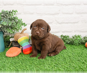 Labrador Retriever Puppy for sale in SYRACUSE, IN, USA