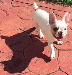 French Bulldog Puppy for sale in HOMESTEAD, FL, USA