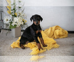 Small #1 Doberman Pinscher