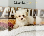 Small Photo #14 Maltipoo Puppy For Sale in MURFREESBORO, TN, USA