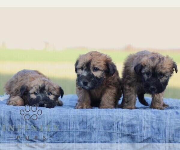 Medium Photo #3 Soft Coated Wheaten Terrier Puppy For Sale in LITITZ, PA, USA