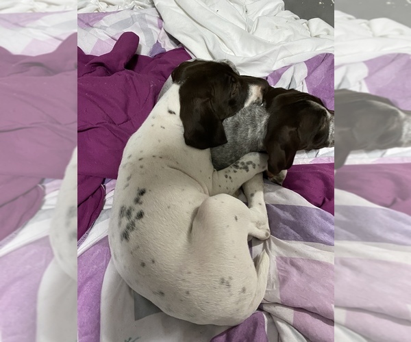 Medium Photo #5 German Shorthaired Pointer Puppy For Sale in COLUMBIA STA, OH, USA