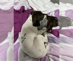 Small Photo #5 German Shorthaired Pointer Puppy For Sale in COLUMBIA STA, OH, USA