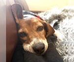 Small #6 Beagle