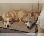 Small Photo #5 Labrador Retriever-Unknown Mix Puppy For Sale in Doylestown, PA, USA