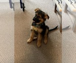 Small Photo #78 German Shepherd Dog Puppy For Sale in LA FAYETTE, NY, USA