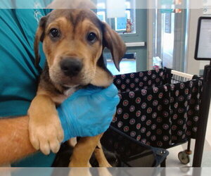 Rottweiler-Unknown Mix Dogs for adoption in Oklahoma City, OK, USA