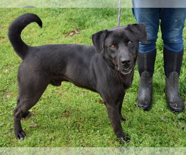 Medium Photo #3 Mutt Puppy For Sale in Anniston, AL, USA