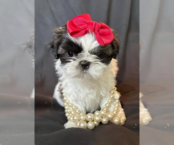 Medium Photo #5 Shih Tzu Puppy For Sale in OCALA, FL, USA