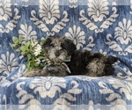 Small Photo #4 YorkiePoo Puppy For Sale in LINCOLN UNIVERSITY, PA, USA