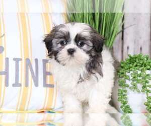 Shih Tzu Puppy for sale in MOUNT VERNON, OH, USA