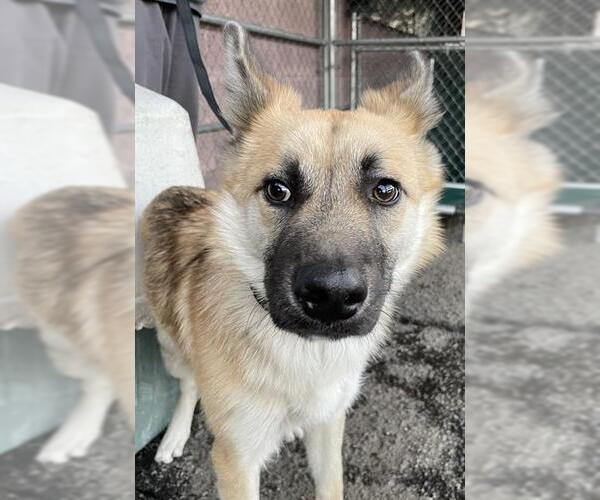 Medium Photo #3  Puppy For Sale in , 