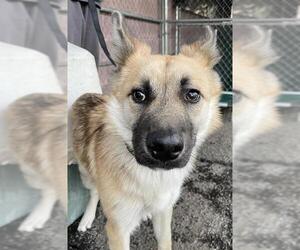 German Shepherd Dog-Unknown Mix Dogs for adoption in Redlands, CA, USA