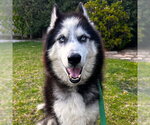 Small #4 Siberian Husky
