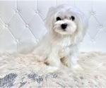 Small Photo #17 Maltese Puppy For Sale in HAYWARD, CA, USA