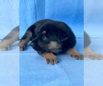 Small #4 Doberman Pinscher-German Shepherd Dog Mix