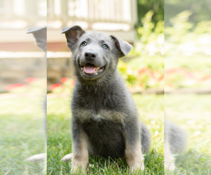 German Shepherd Dog Puppy for sale in GOSHEN, IN, USA