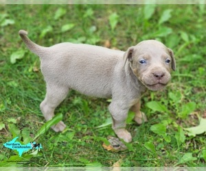 Catahoula Leopard Dog Puppy for sale in MORAN, MI, USA