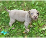 Image preview for Ad Listing. Nickname: Milo