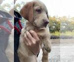 Small Photo #6 Labrador Retriever Puppy For Sale in TAMPA, FL, USA