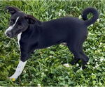 Small #1 Beagle Mix