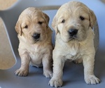 Small Photo #4 Golden Retriever Puppy For Sale in SACRAMENTO, CA, USA