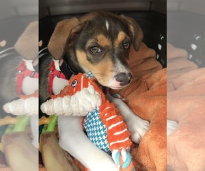 Jack Russell Terrier-Unknown Mix Puppy for sale in WAKE FOREST, NC, USA