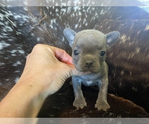 French Bulldog Puppy for sale in PRYOR, OK, USA