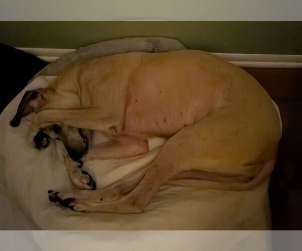 Medium Photo #13 Black Mouth Cur-Unknown Mix Puppy For Sale in Sanford, FL, USA