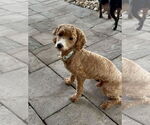 Small #1 Mutt