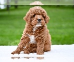 Small #2 Goldendoodle (Miniature)