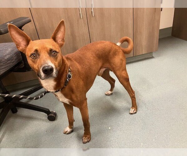 Medium Photo #1 Australian Kelpie-Unknown Mix Puppy For Sale in Baytown, TX, USA
