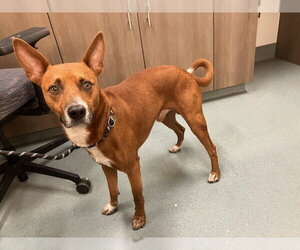 Australian Kelpie-Unknown Mix Dogs for adoption in Baytown, TX, USA
