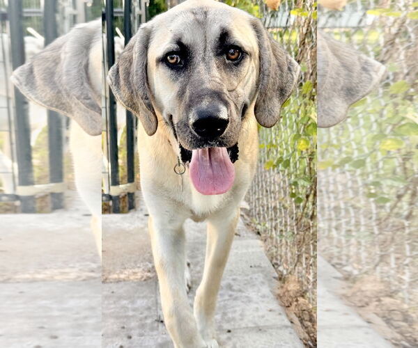 Medium Photo #9 Anatolian Shepherd-Rhodesian Ridgeback Mix Puppy For Sale in Higley, AZ, USA