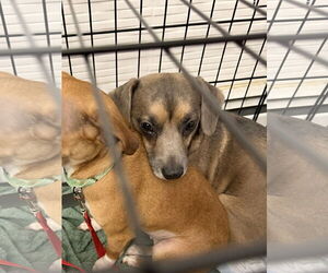 Chiweenie Dogs for adoption in Oakhurst, NJ, USA