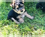 Puppy Puppy 3 Yorkshire Terrier