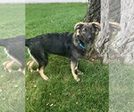 Small Australian Shepherd Mix