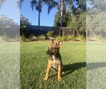 Small #7 German Shepherd Dog Mix