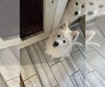Small Photo #10 Samoyed-Shetland Sheepdog Mix Puppy For Sale in GOSHEN, IN, USA