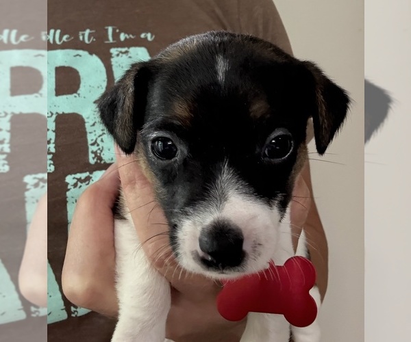 Medium Photo #10 Jack Russell Terrier Puppy For Sale in FREEMAN, MO, USA