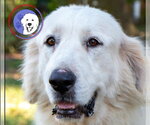 Small #10 Great Pyrenees