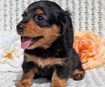 Small Photo #43 Dachshund Puppy For Sale in GOSHEN, IN, USA