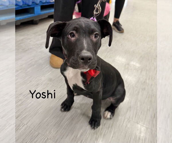 Medium Photo #2 Catahoula Leopard Dog-Labrador Retriever Mix Puppy For Sale in GILBERTS, IL, USA