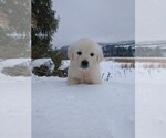 Puppy 9 Golden Retriever