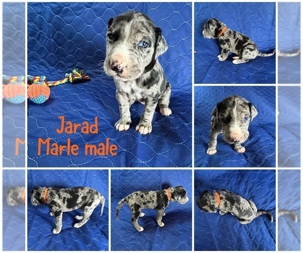 Medium Photo #1 Cane Corso-Great Dane Mix Puppy For Sale in BROOKFIELD, MA, USA