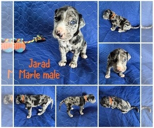 Medium Cane Corso-Great Dane Mix