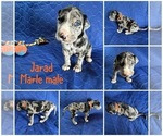 Puppy Jarad Cane Corso-Great Dane Mix