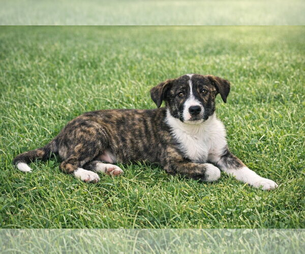 Medium Photo #2 Border Collie-Unknown Mix Puppy For Sale in Unionville, PA, USA
